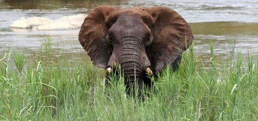 Joven Elefante Africano